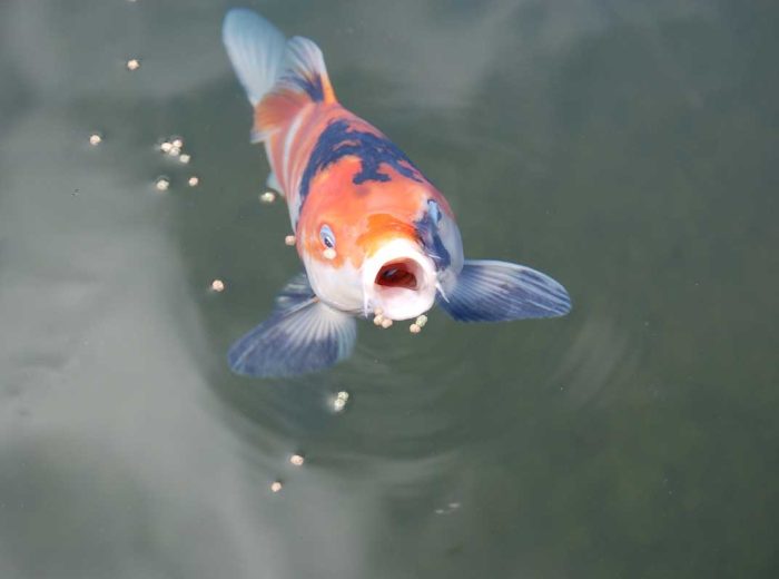 Fischzubehör_Fischfutter_1 Gartenteichfische