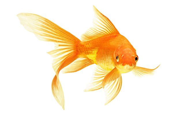 Fischzubeör_Fischfutter Fische - Zubehör und Futter