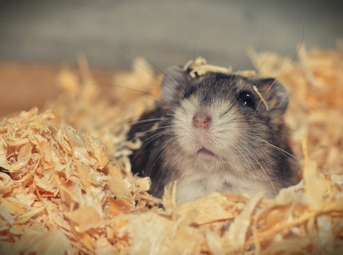 Hamster Hamster