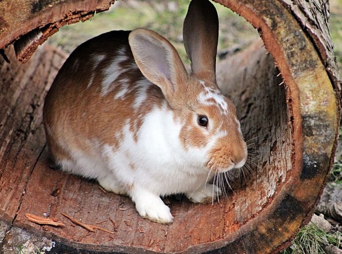 Hasen und Kaninchen Hasen und Kaninchen