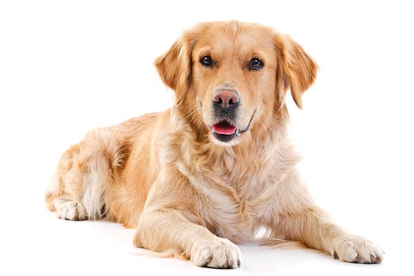 Hundezubehör_Hundefutter Hunde - Zubehör und Futter