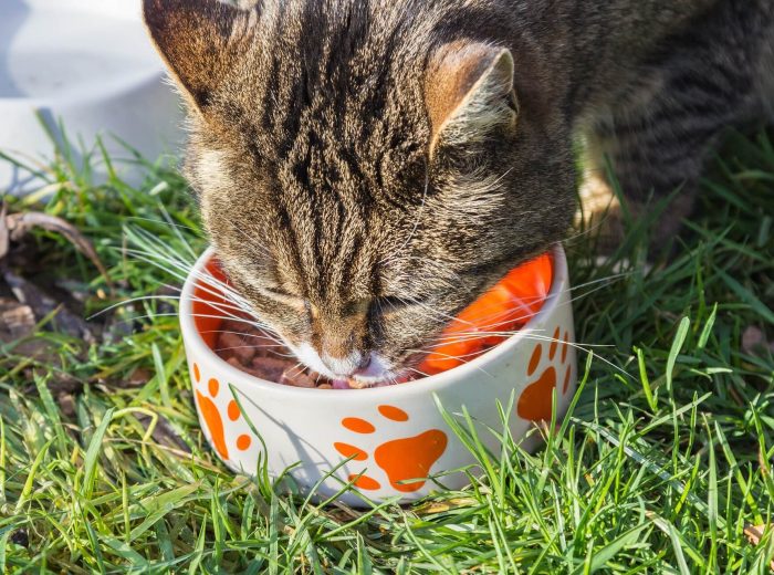 Katzenfutter Katzenfutter Landmarkt Hübner