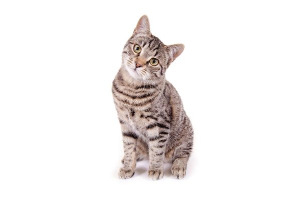Katzenzubehör_Katzenfutter Katzen - Zubehör und Futter