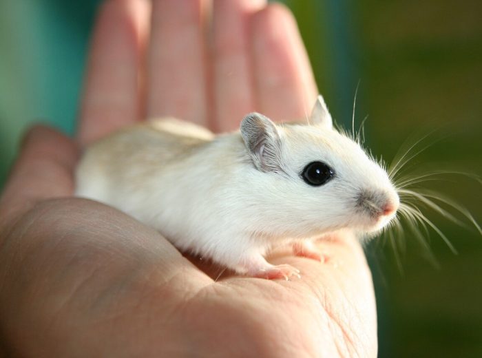Maus Maus