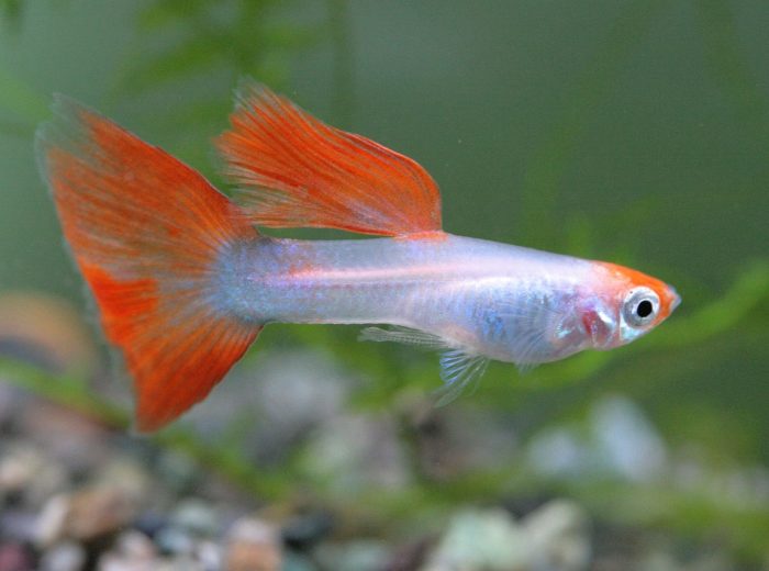 aquarium-4446625_1280 Aquaristik